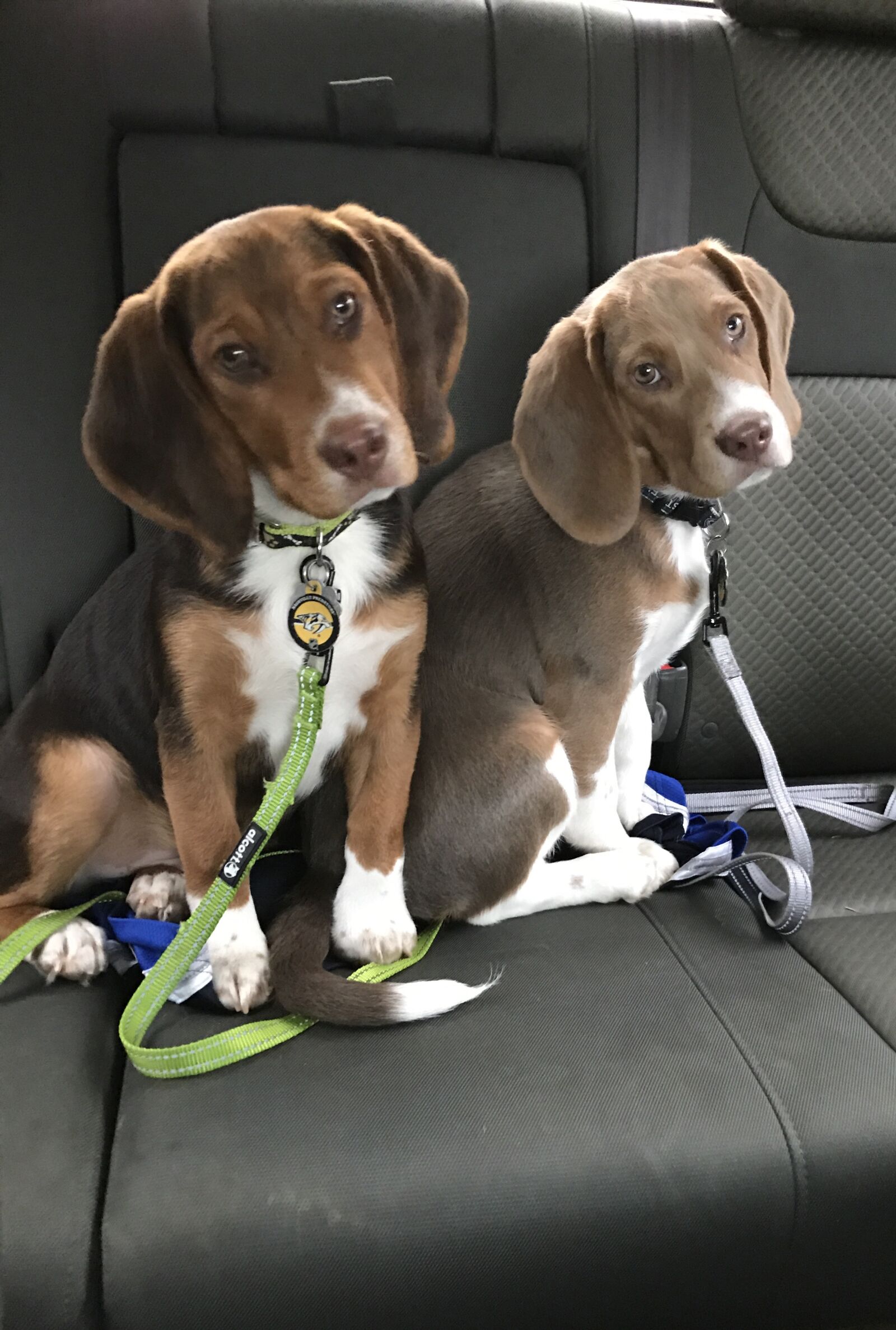 iPhone 7 back camera 3.99mm f/1.8 sample photo. Beagles, car ride, dogs photography
