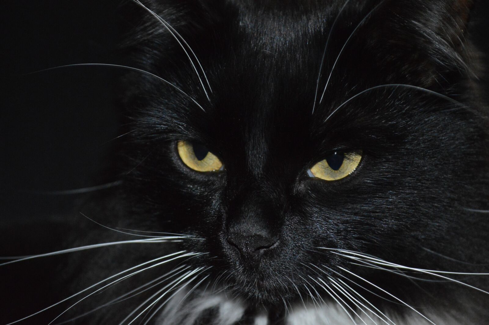Nikon D3200 sample photo. Cat, black cat, cat's photography