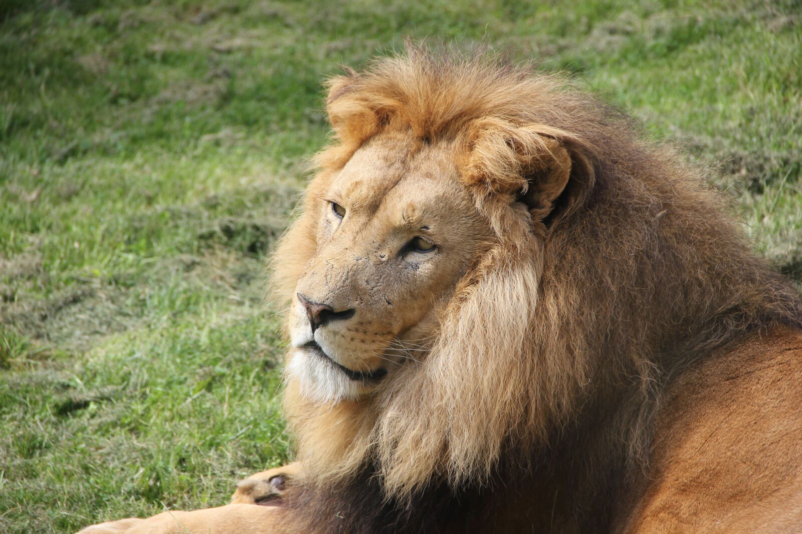 Canon EOS 550D (EOS Rebel T2i / EOS Kiss X4) sample photo. Lion, cat, wild photography