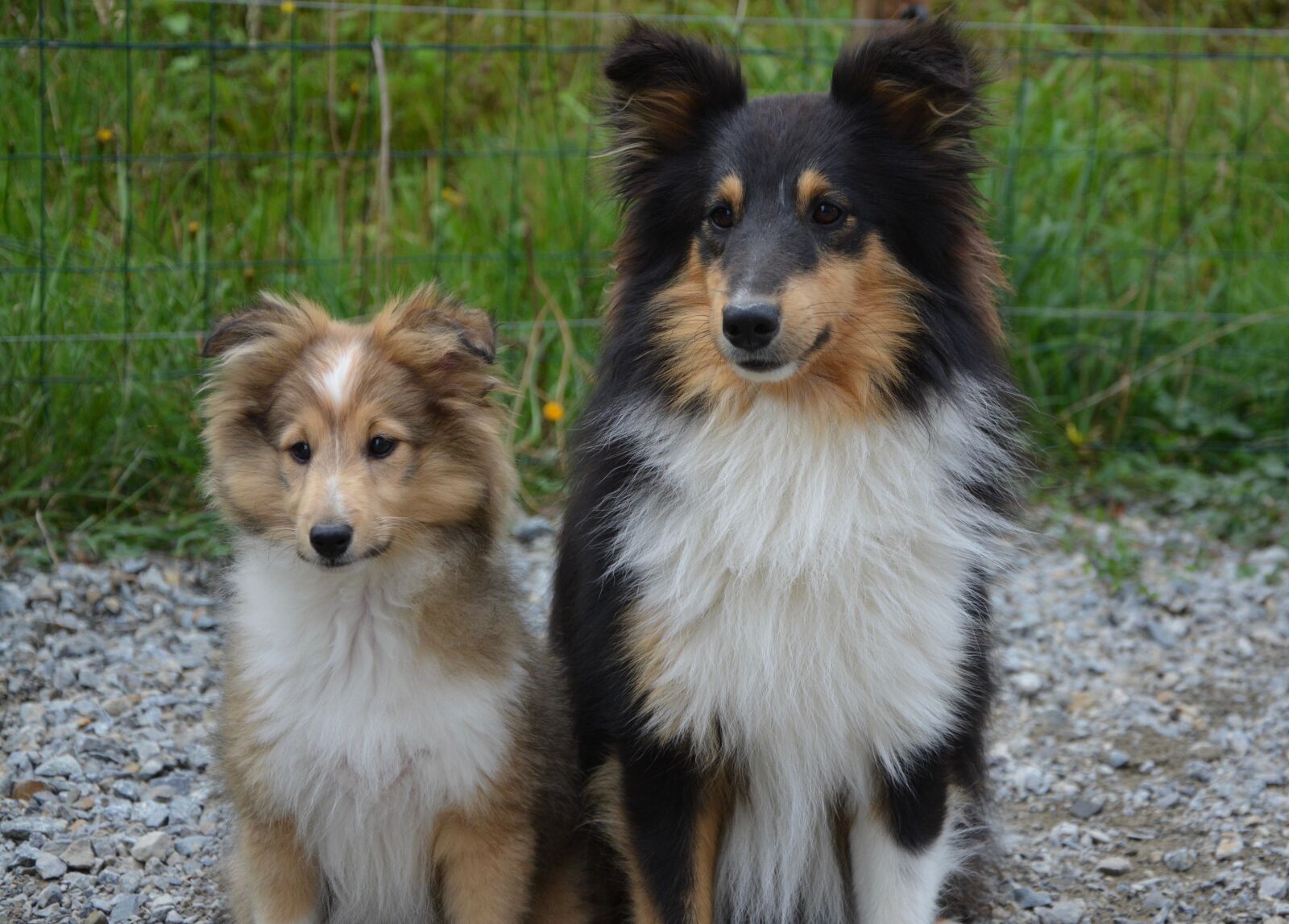 Nikon D5200 sample photo. Dogs, shetland sheepdog, couple photography
