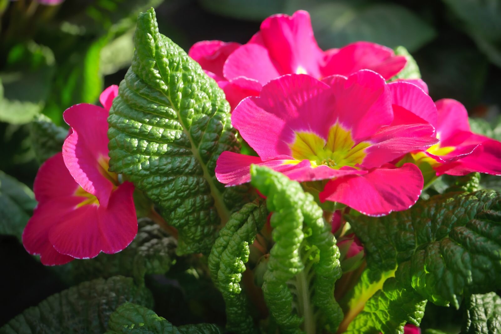 Panasonic Lumix DMC-GX8 sample photo. Nature, flower, plant photography