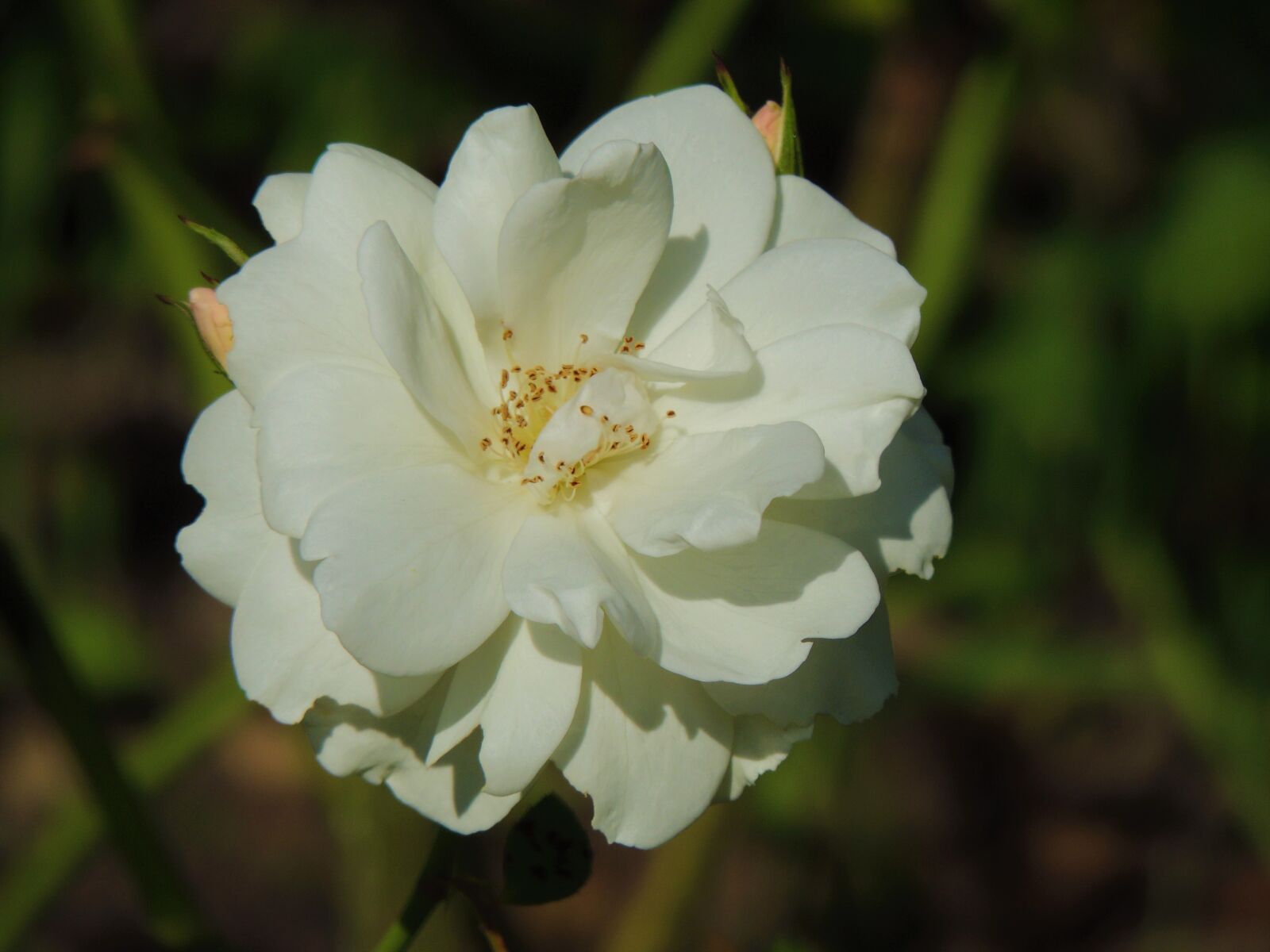 Nikon Coolpix P510 sample photo. Blossom, bloom, plant photography