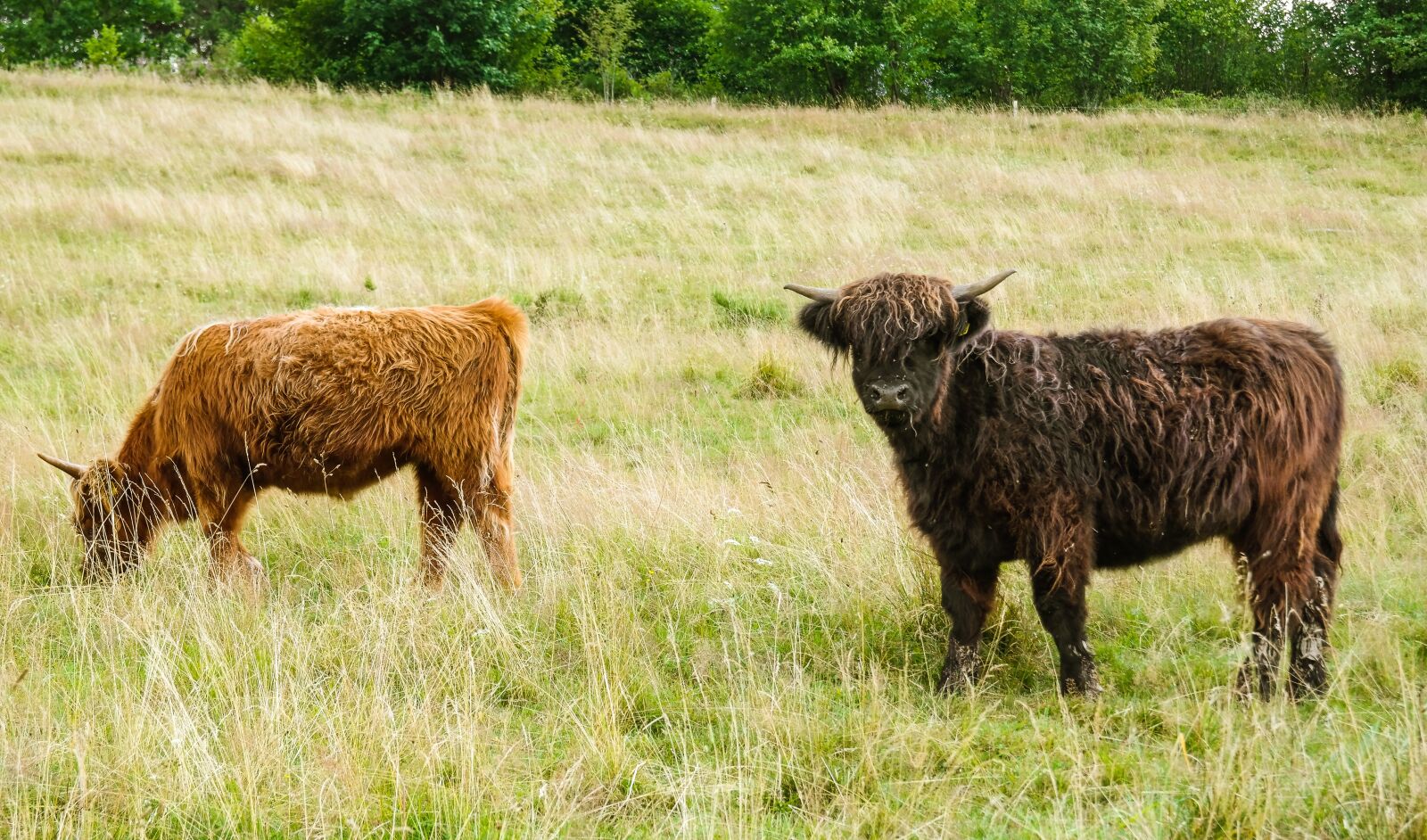Samsung NX300 sample photo. Highland cattle, cows, cow photography