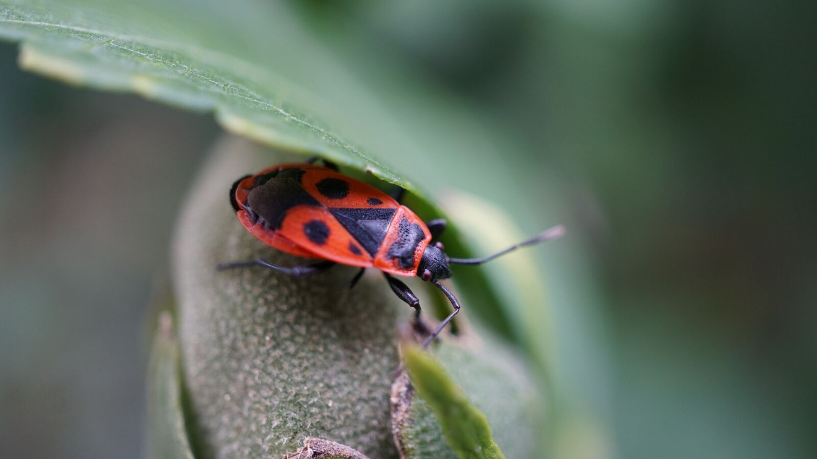 Sony E 30mm F3.5 Macro sample photo. Fire beetle, insect, crawl photography