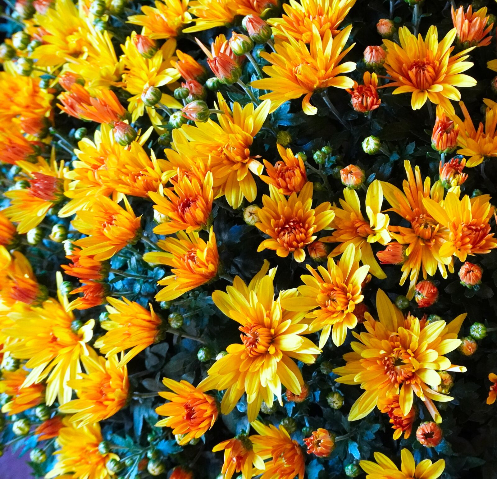 Sony a6400 sample photo. Flowers, blossom, bloom photography