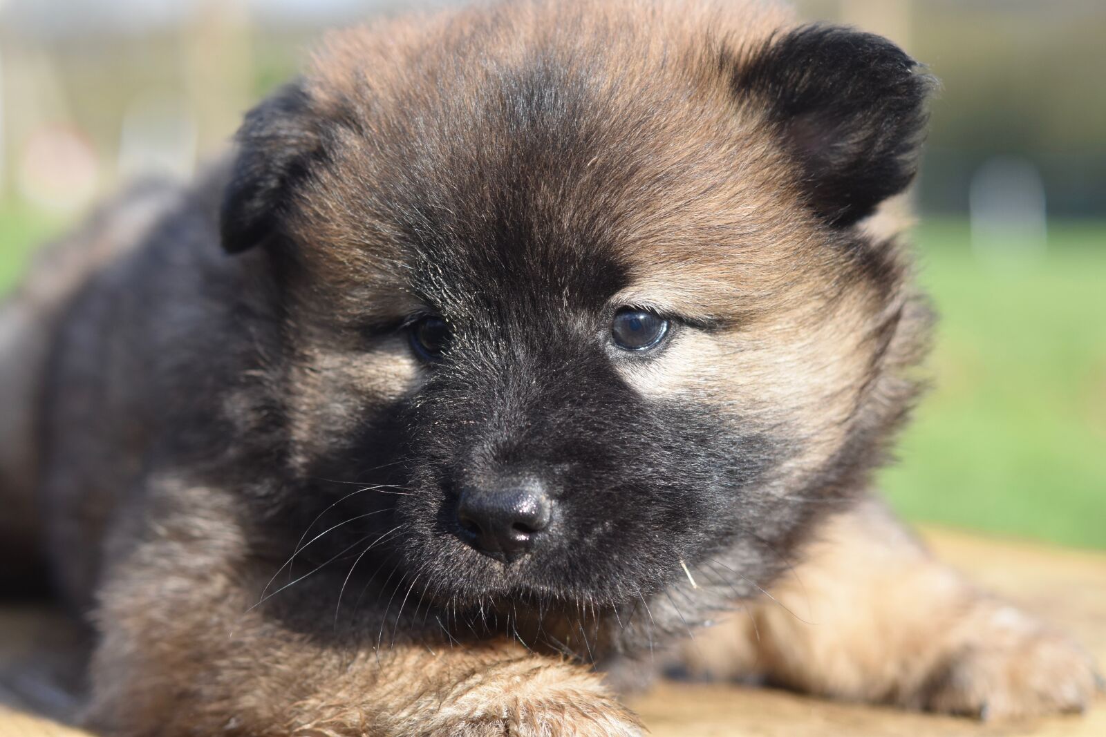 Nikon D5600 sample photo. Dog, bitch, puppy photography