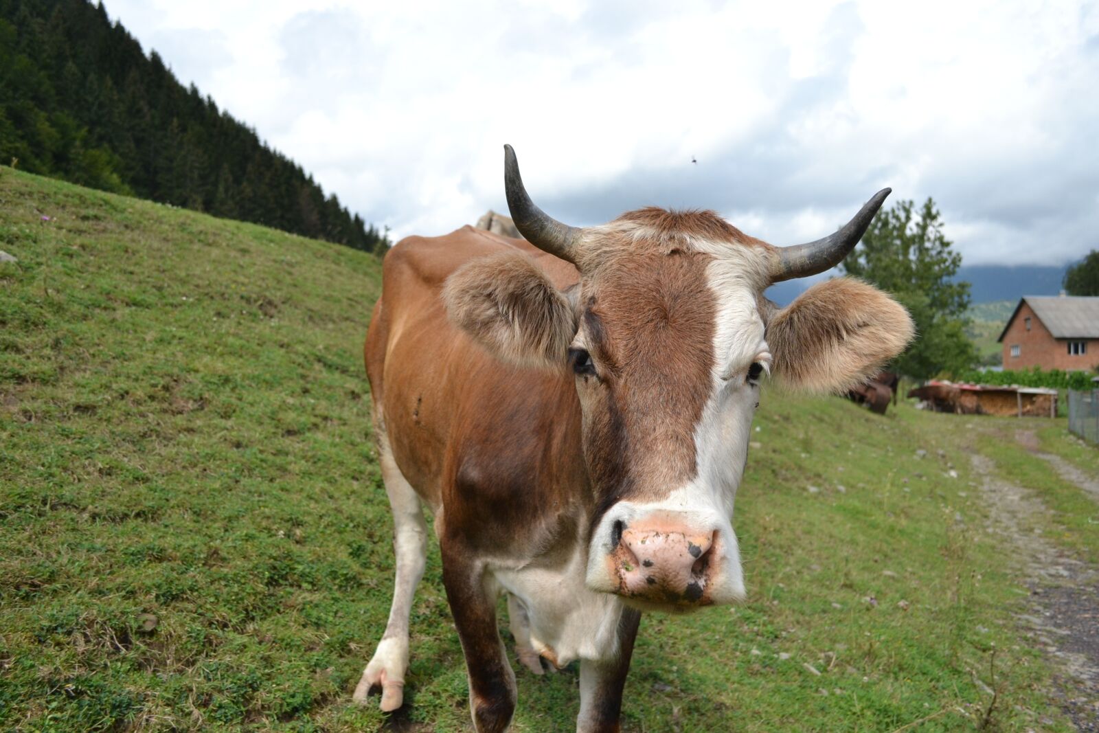Nikon D3100 sample photo. Cow, mountains, the carpathians photography