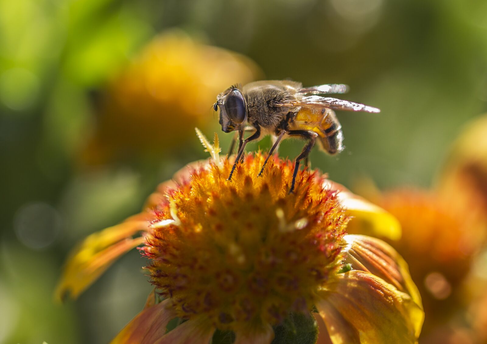 Canon EF 100mm F2.8L Macro IS USM sample photo. Nature, insect, bee photography
