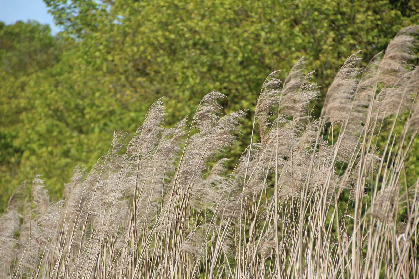 Canon EOS 600D (Rebel EOS T3i / EOS Kiss X5) sample photo. Marais poitevin, marsh, nature photography