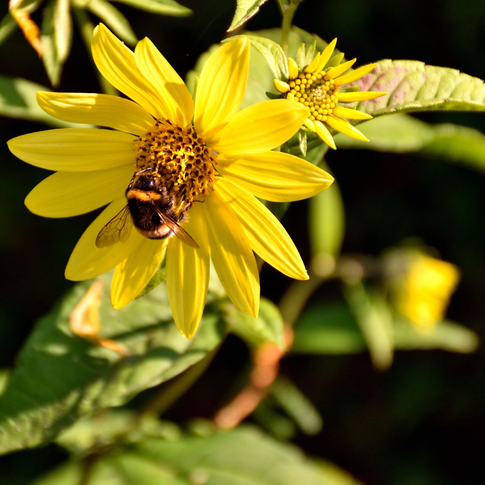 Nikon D5500 sample photo. Bee, blossom, bloom photography