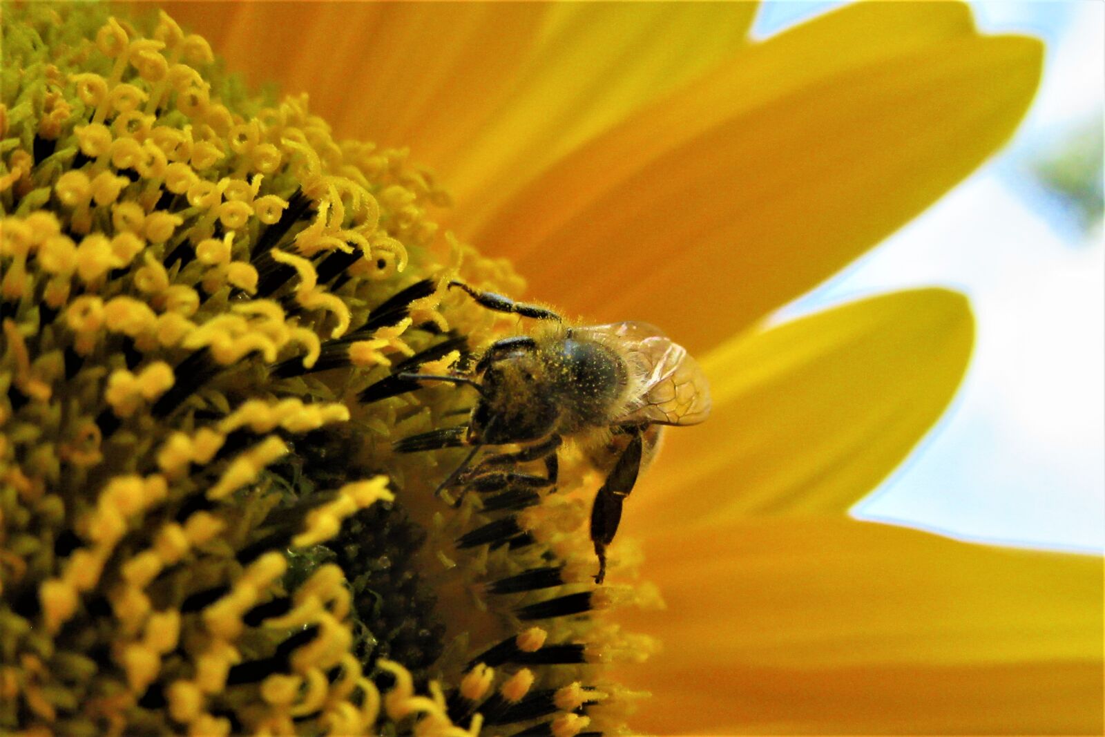 Canon PowerShot SX610 HS sample photo. Bees, pollen, sunflower photography