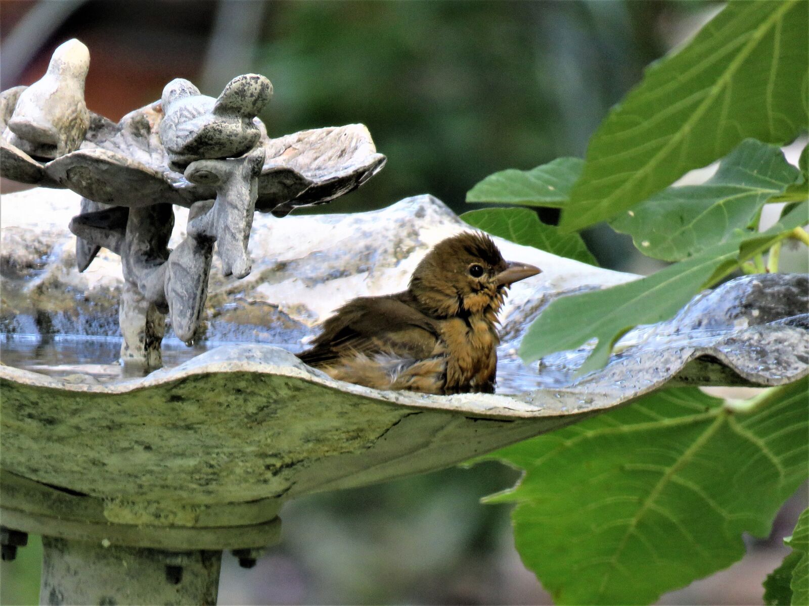 Canon PowerShot SX60 HS sample photo. Bird, in bird bath photography