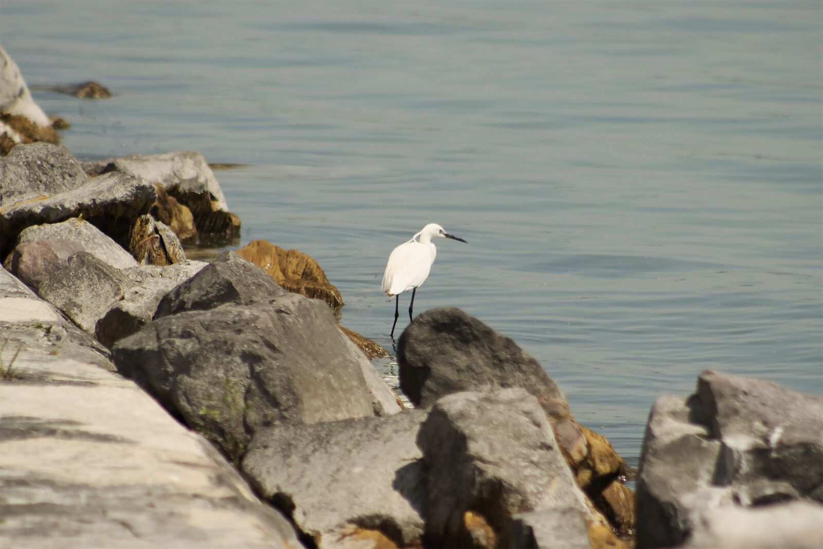 Canon EF75-300mm f/4-5.6 sample photo. Little, heron, hunter photography