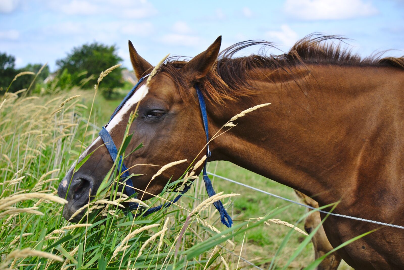 Sony E 55-210mm F4.5-6.3 OSS sample photo. Horse, brown, grass photography