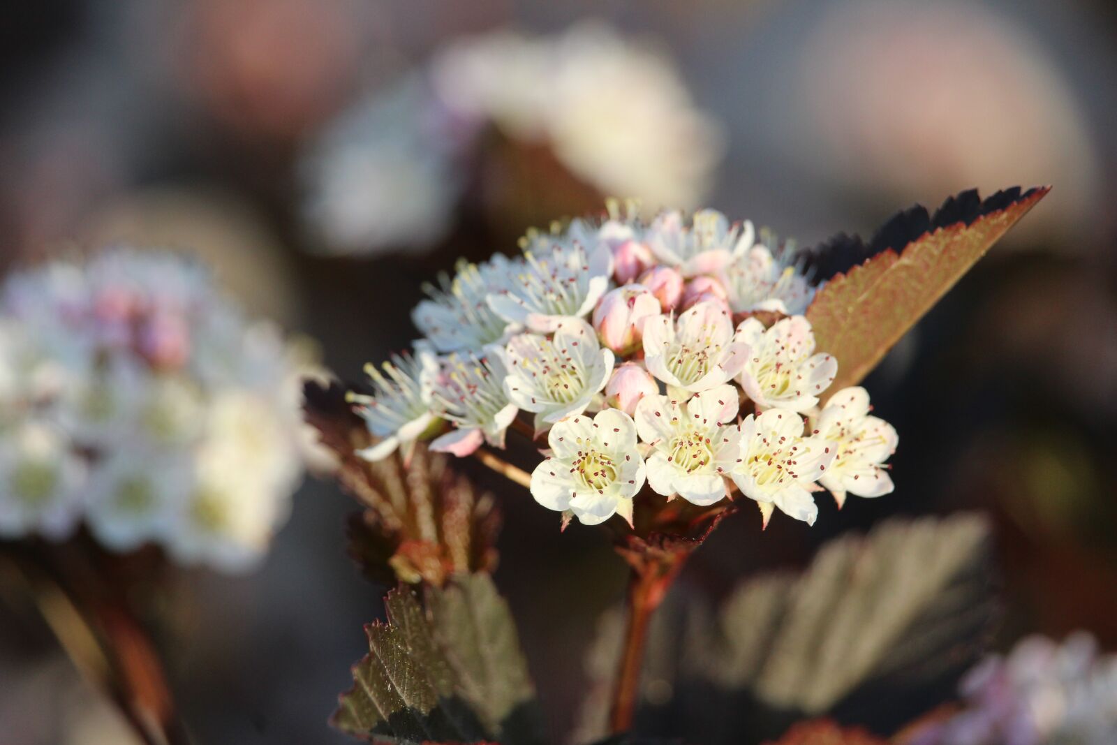 Canon EOS 1200D (EOS Rebel T5 / EOS Kiss X70 / EOS Hi) sample photo. Blossom, bloom, white photography