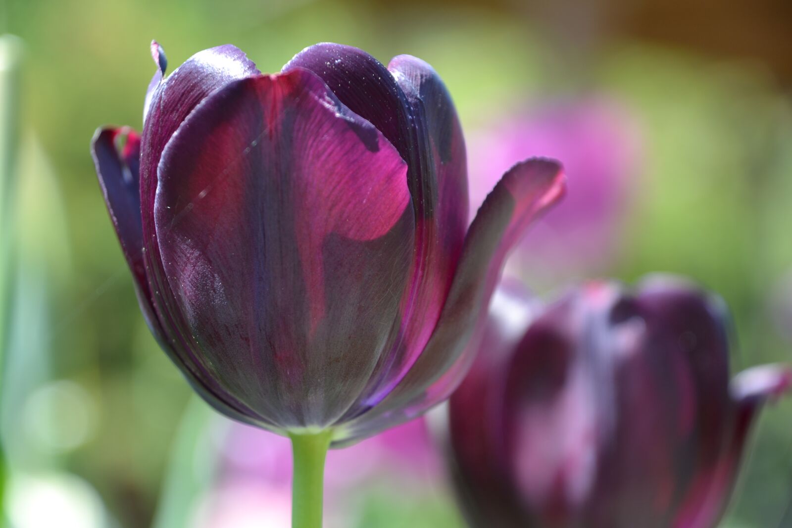Nikon D3100 sample photo. Tulips, flowers, violet photography