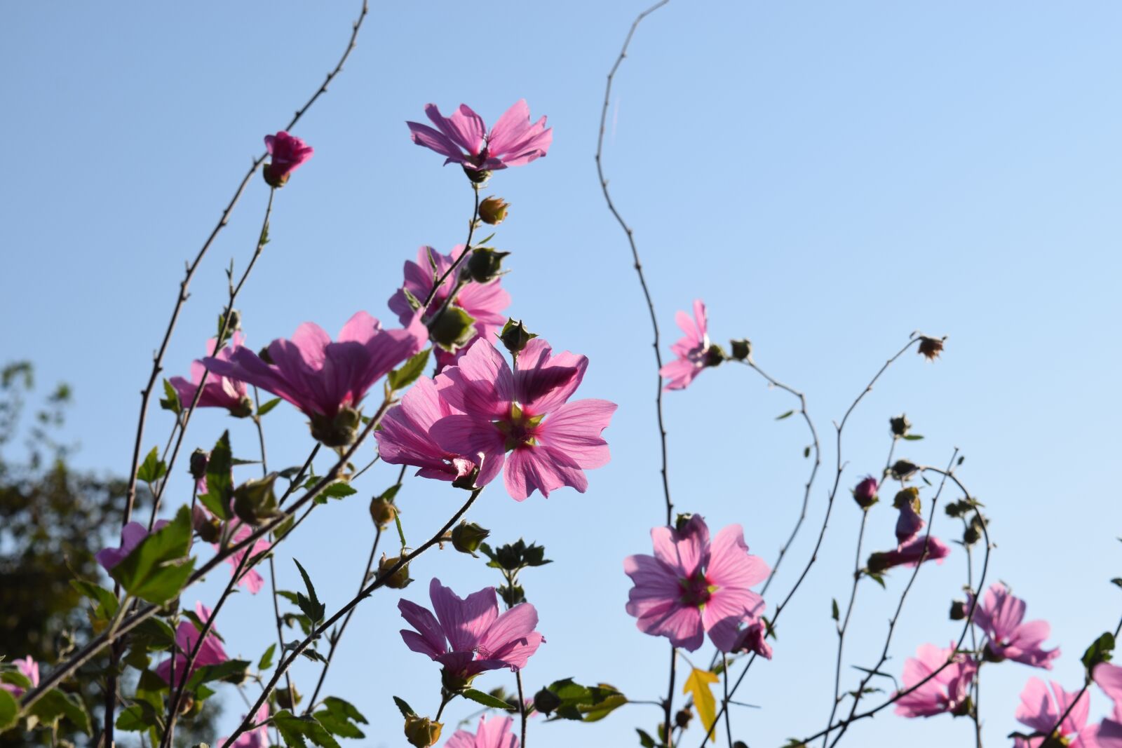 Nikon D3300 sample photo. Mallow, summer, sky photography