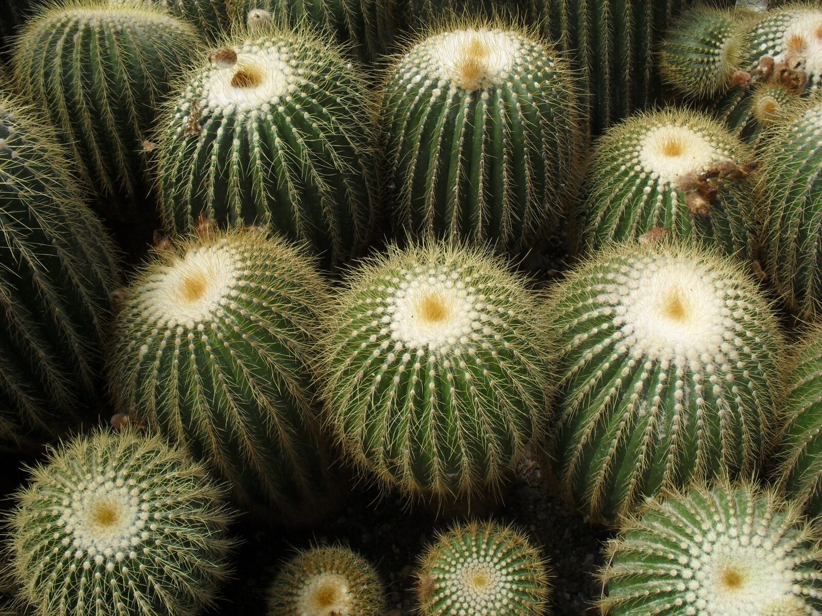 Samsung ES15 / VLUU ES15 /  SL30 sample photo. Cactus, darjeeling, cultivation photography