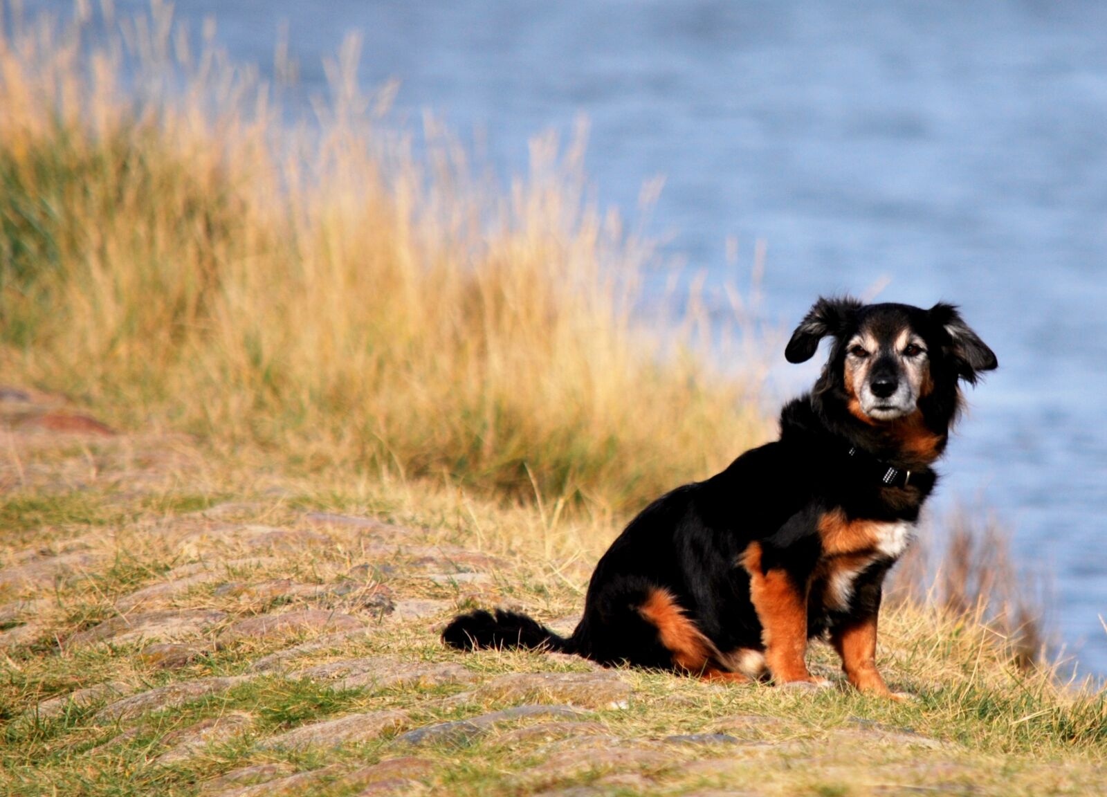 Nikon D60 sample photo. Animal, dog, pet photography
