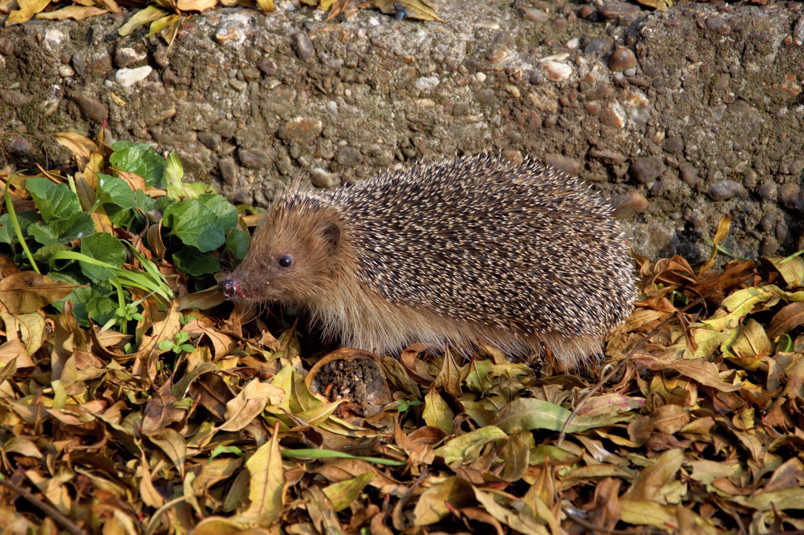 Nikon D3200 sample photo. Nature, curly, animal photography