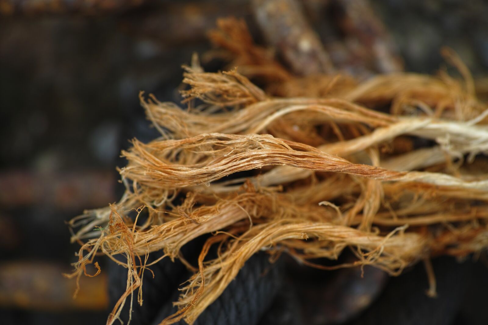 Sigma DP3 Merrill sample photo. Rope, texture, macro photography