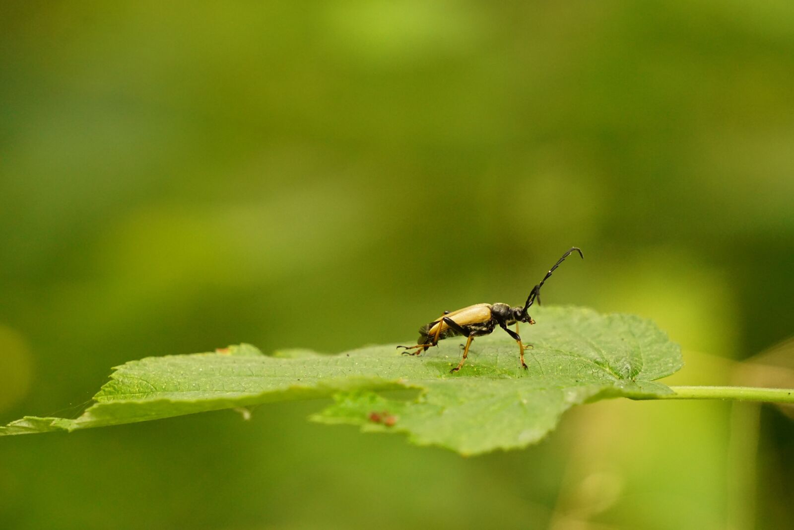 Sony E 55-210mm F4.5-6.3 OSS sample photo. Beetle, leaf, insect photography