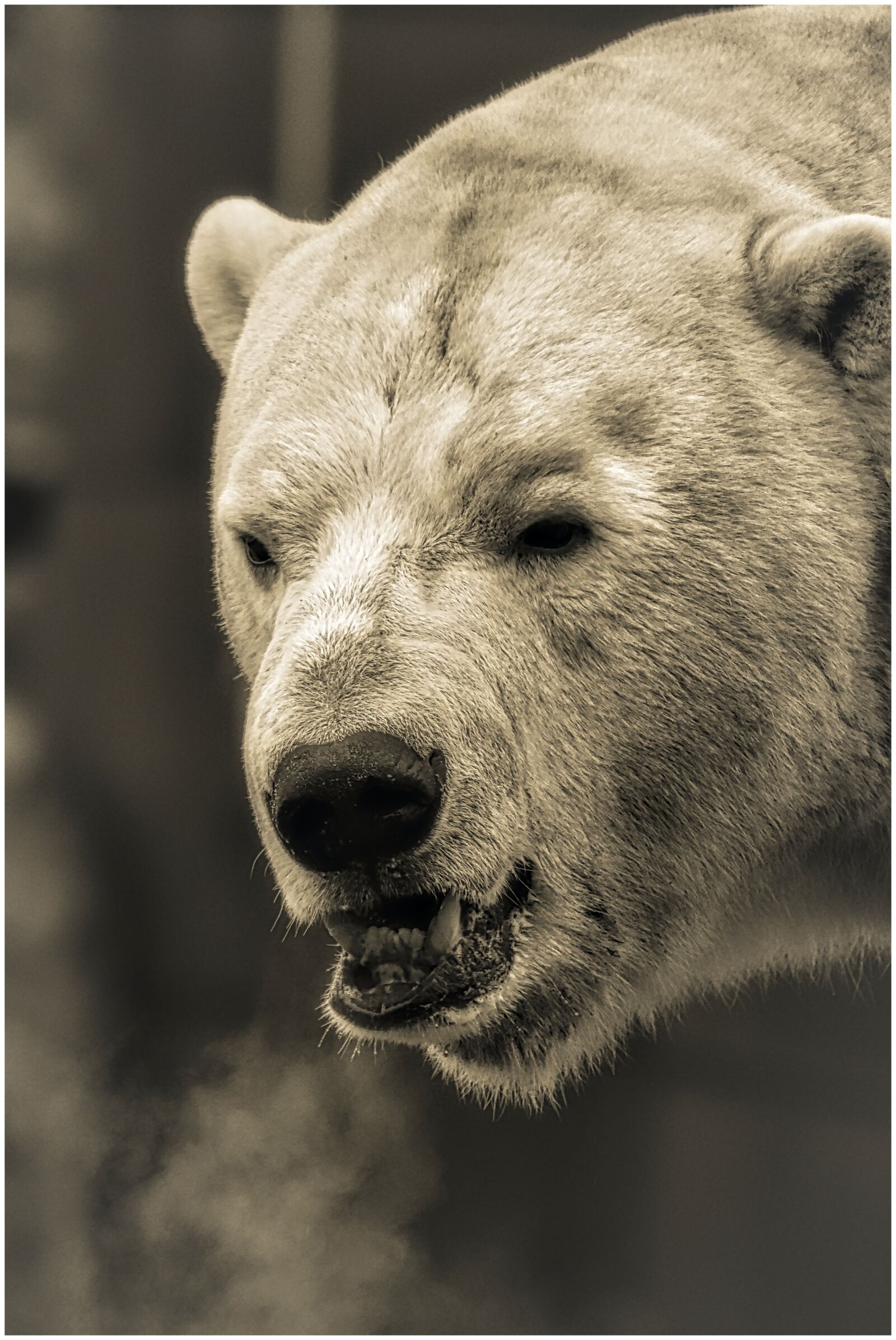 Canon EF75-300mm f/4-5.6 sample photo. Bear, zoo, polar bear photography