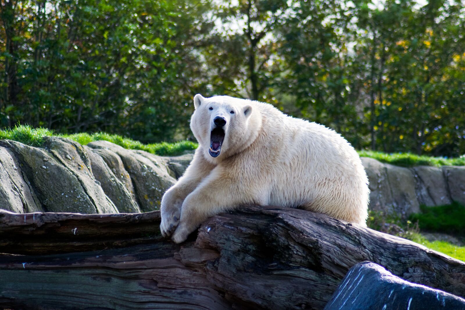 Nikon D3300 sample photo. Animal, polarbear, white photography