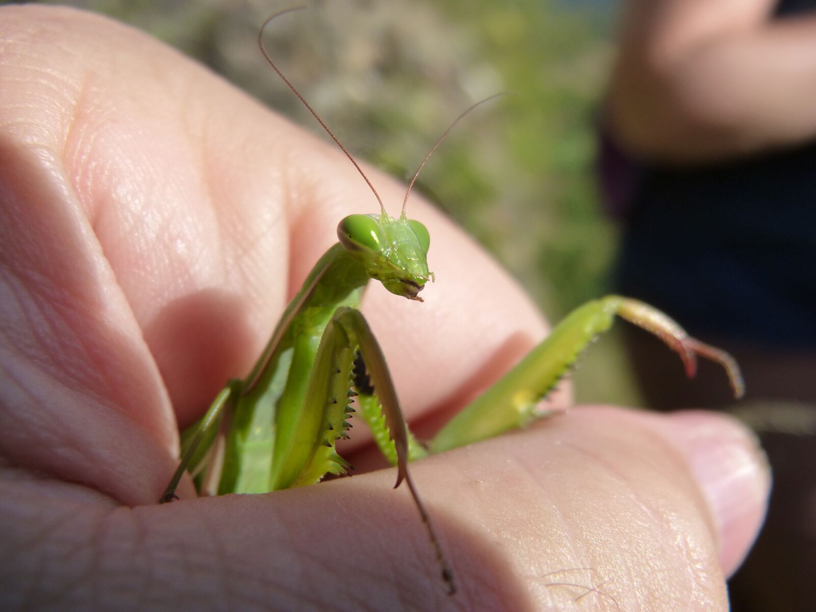 Panasonic DMC-FZ62 sample photo. Mantis religiosa, mantis, hand photography