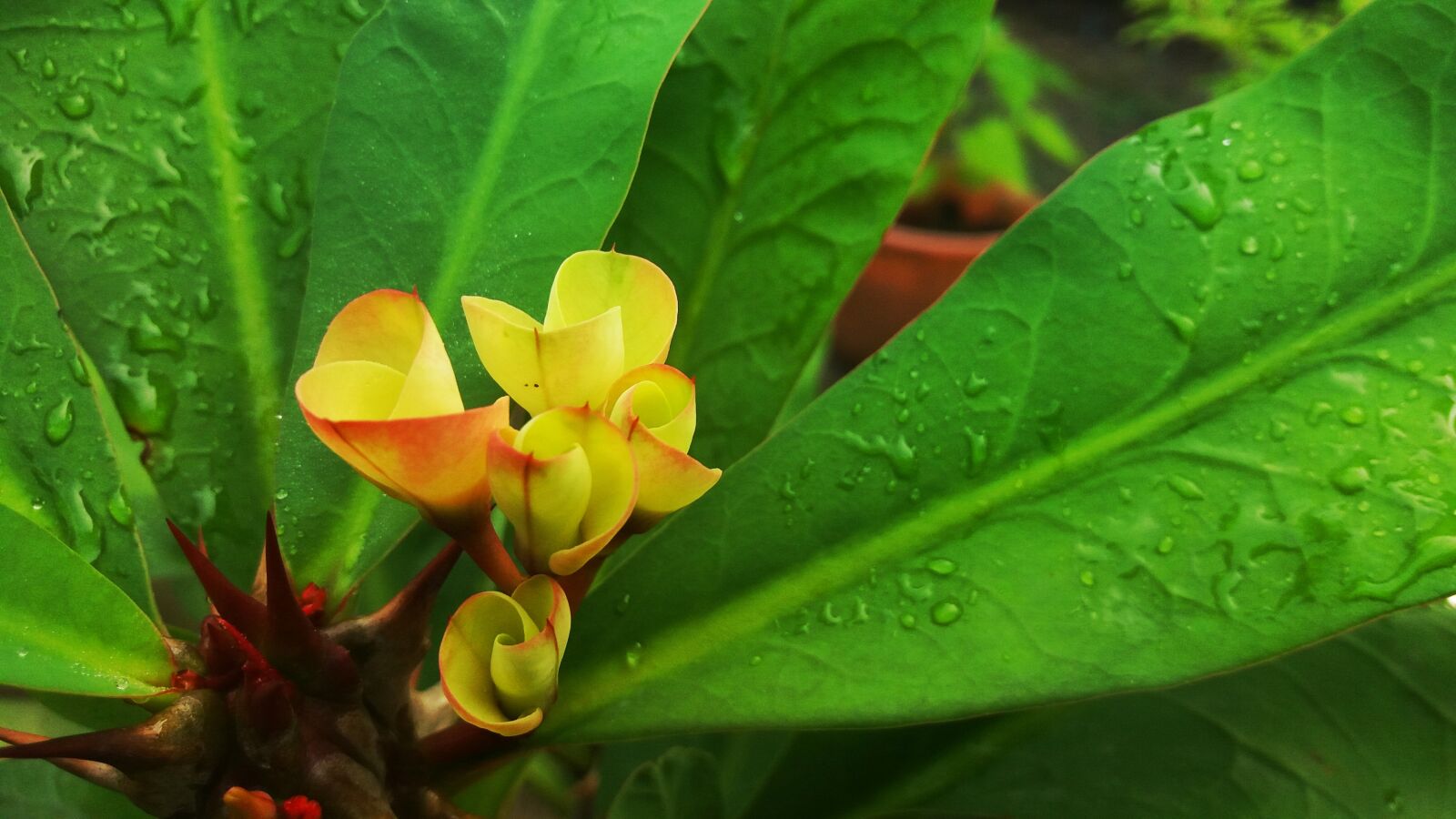Samsung Galaxy J5 sample photo. Flower, cactus photography