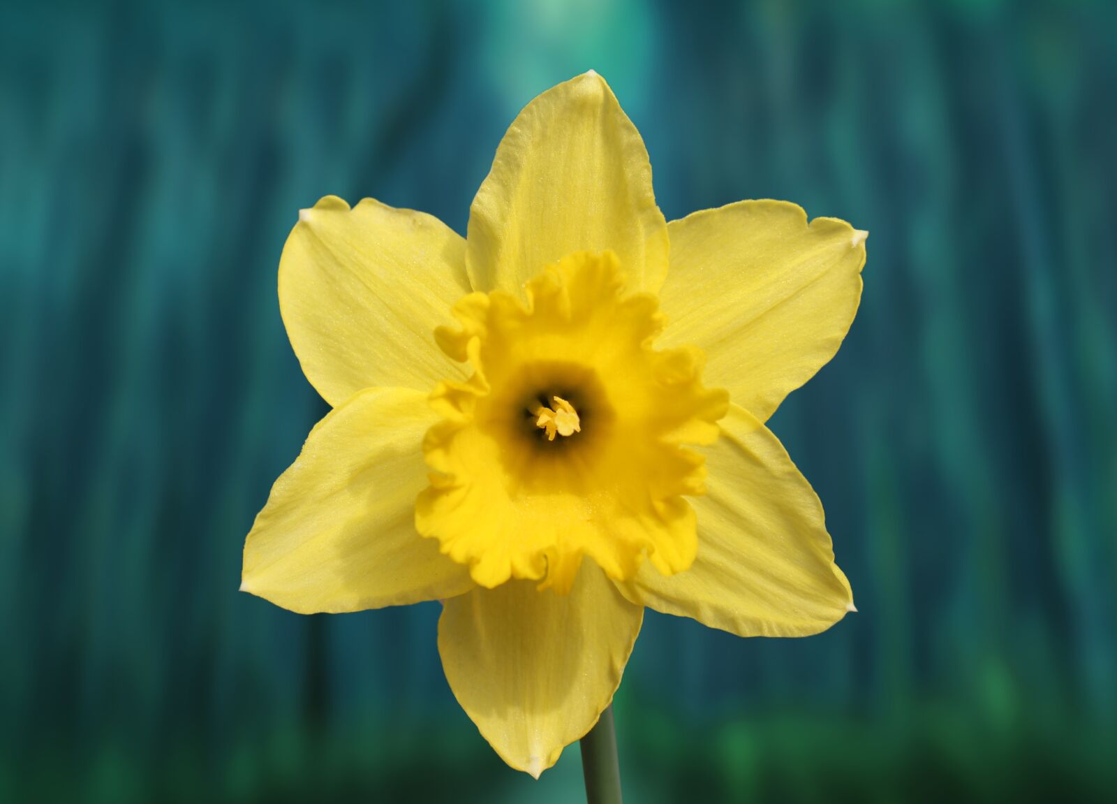 Canon EOS 1300D (EOS Rebel T6 / EOS Kiss X80) sample photo. Daffodil, hyazinte, flower photography