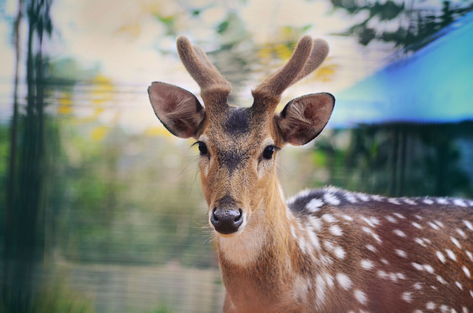 Nikon D5100 sample photo. Red deer, wild, forest photography