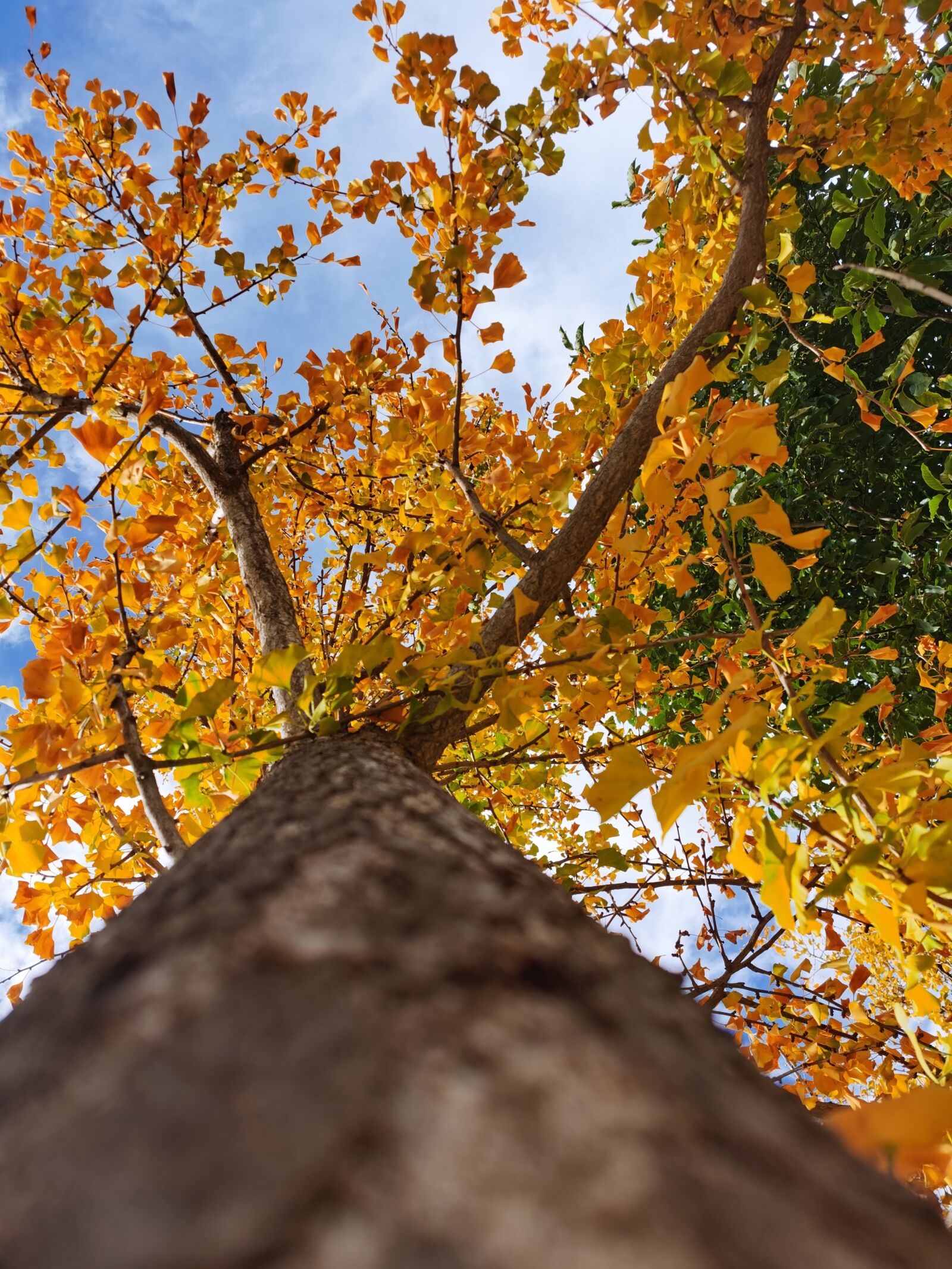 HUAWEI OXF-AN10 sample photo. Autumn, ginkgo trees, ginkgo photography