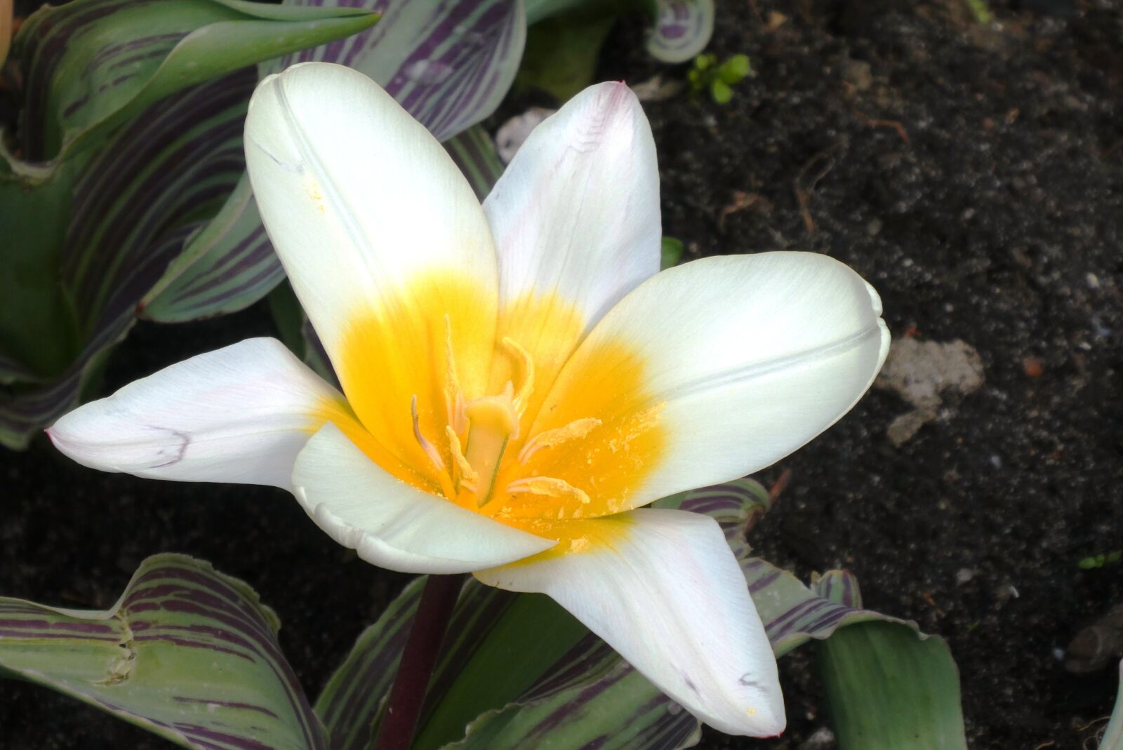 Panasonic Lumix DC-ZS70 (Lumix DC-TZ90) sample photo. Flower, tulip, white photography