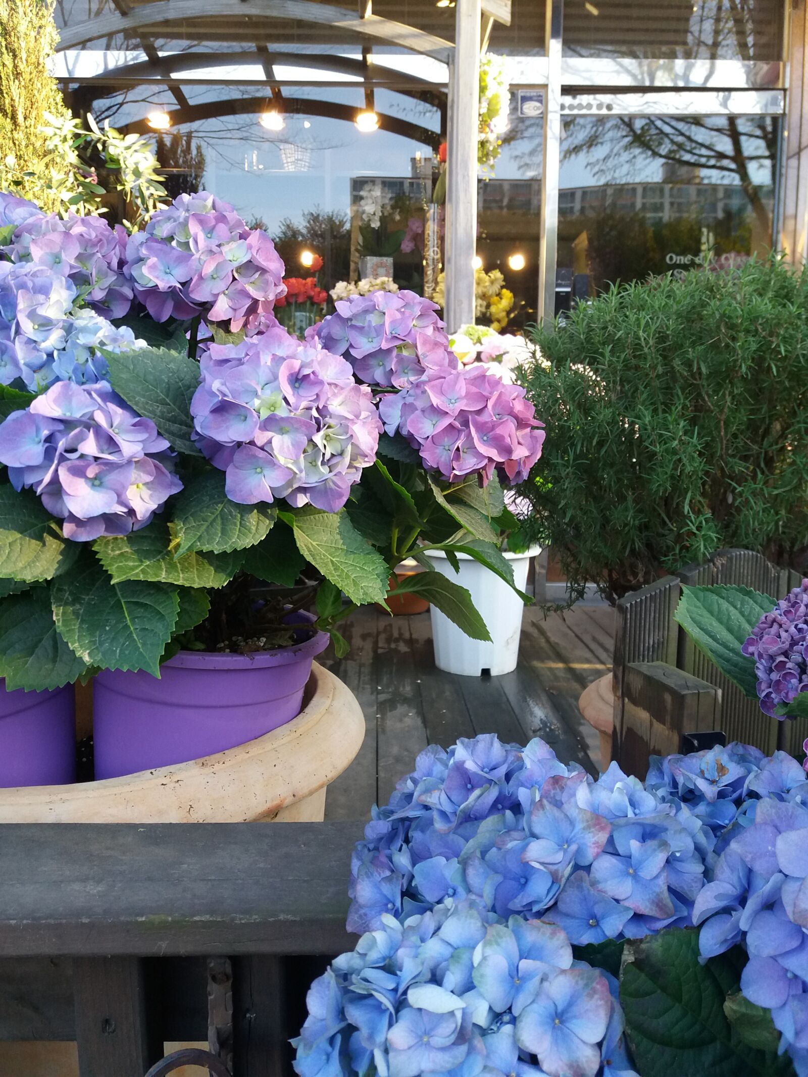 Samsung Galaxy J5(2016) sample photo. Hydrangea, florist, spring photography