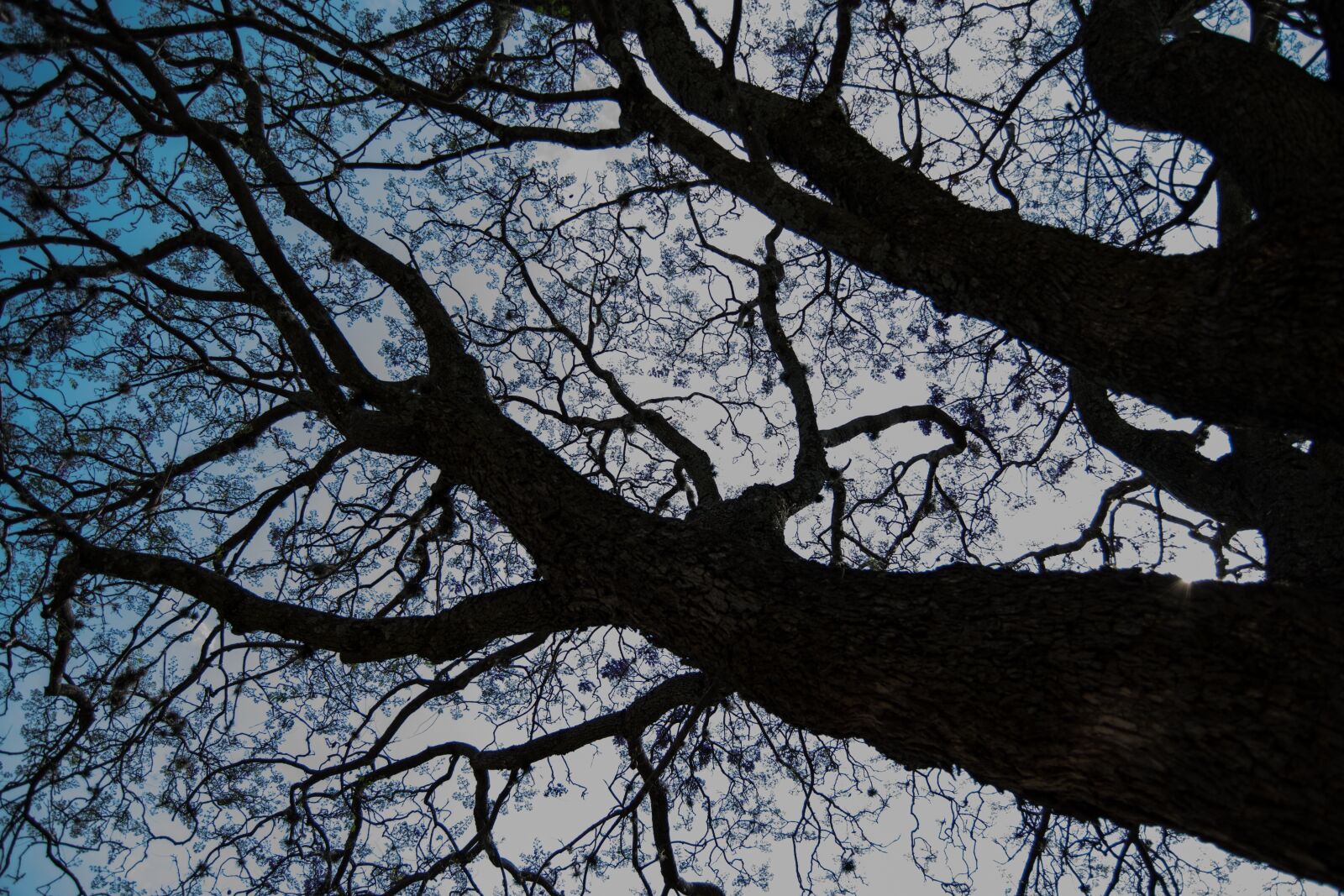 Nikon D3300 sample photo. Tree, purple, bark photography
