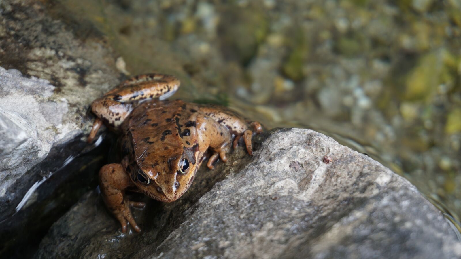 Sony a6000 sample photo. Frog, animal, frogs photography