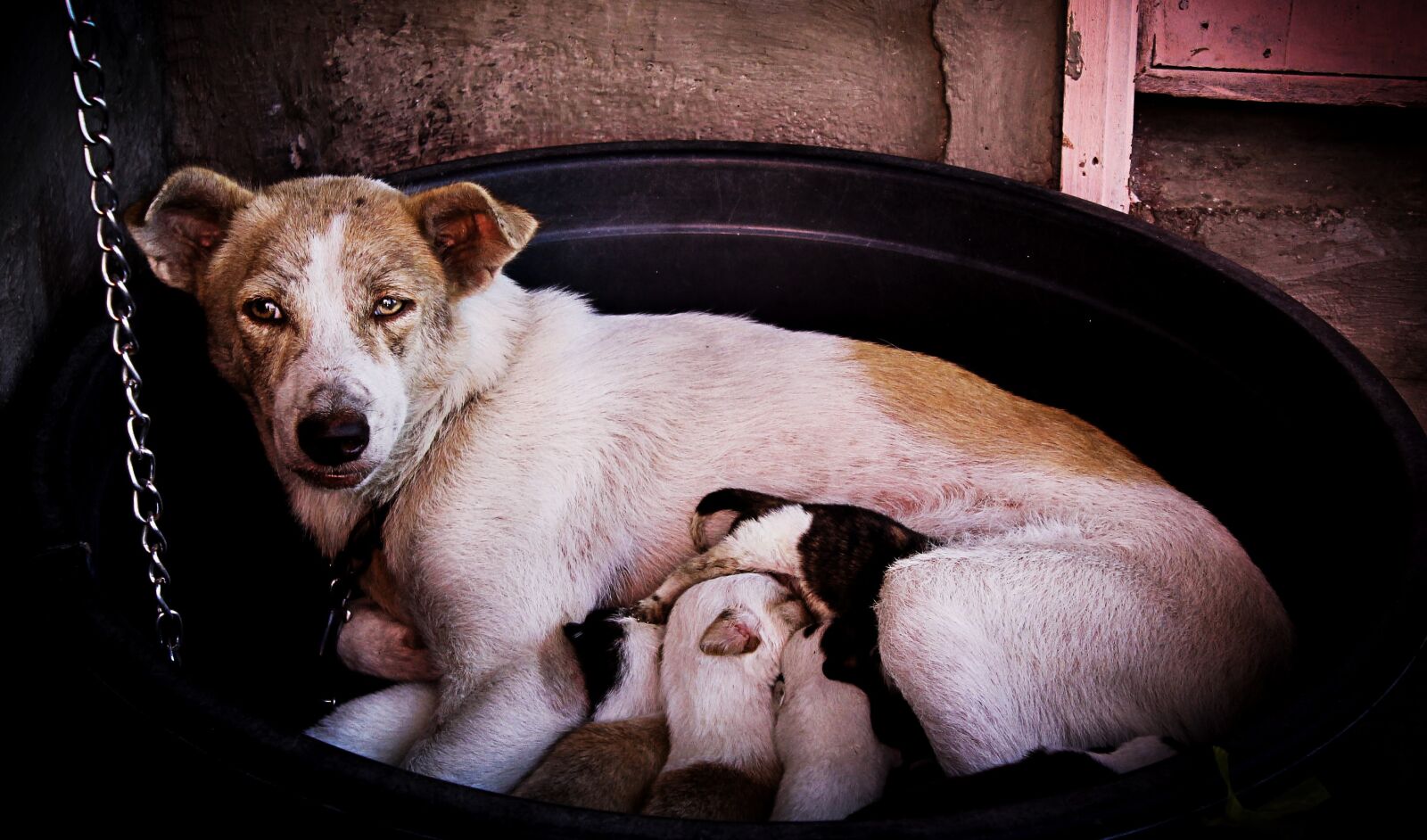 Canon EOS 1100D (EOS Rebel T3 / EOS Kiss X50) sample photo. Dogs, puppies, mother photography