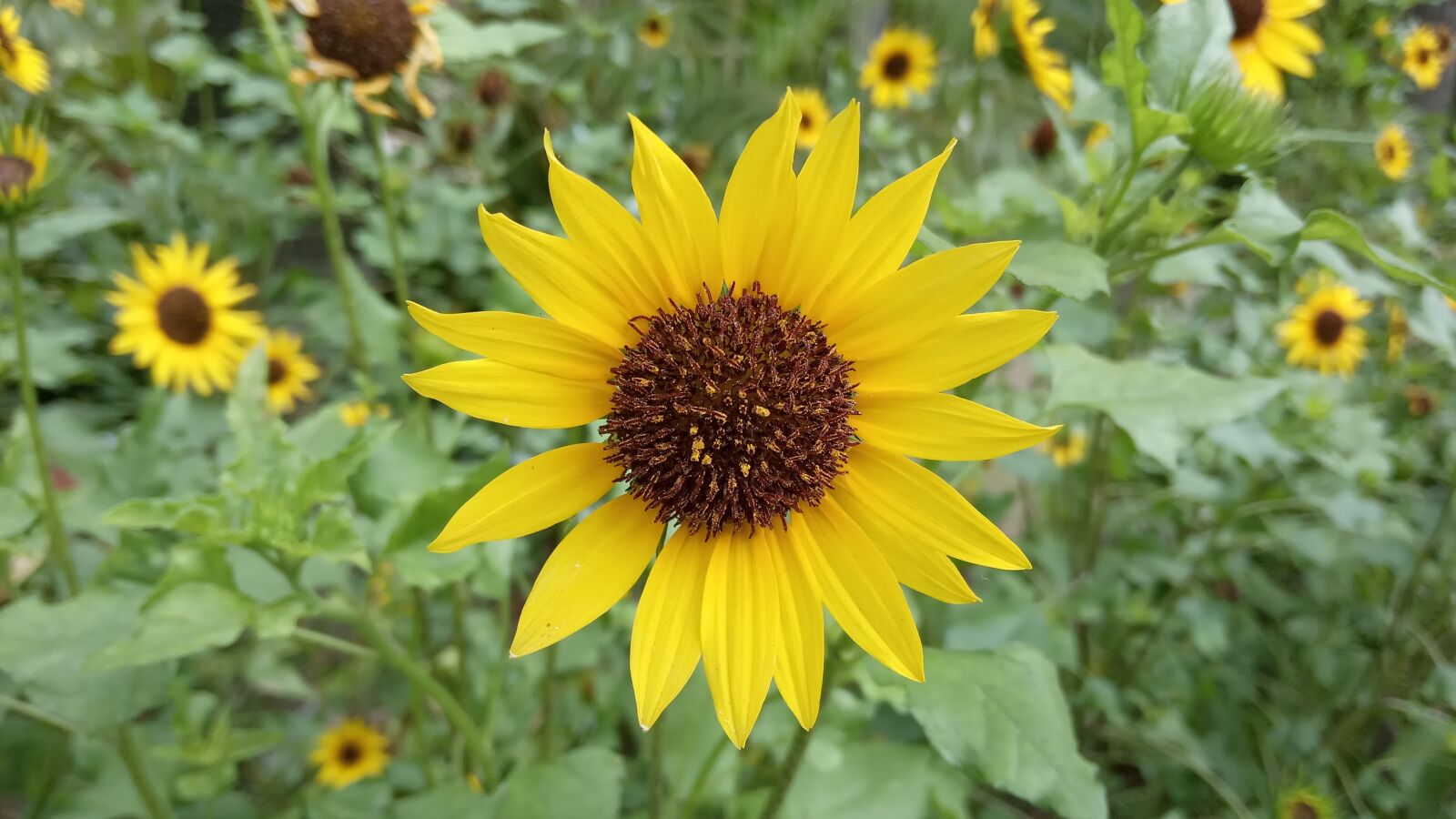 Xiaomi Redmi 6A sample photo. Sunflower, helianthus, yellow flower photography