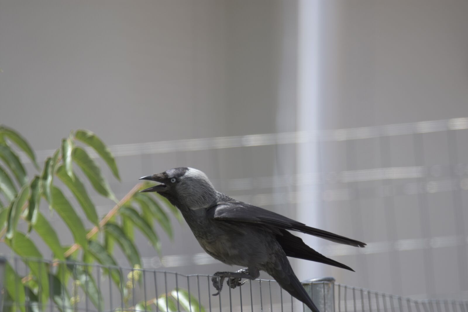 Nikon D7200 sample photo. Corvus cornix, play, bird photography