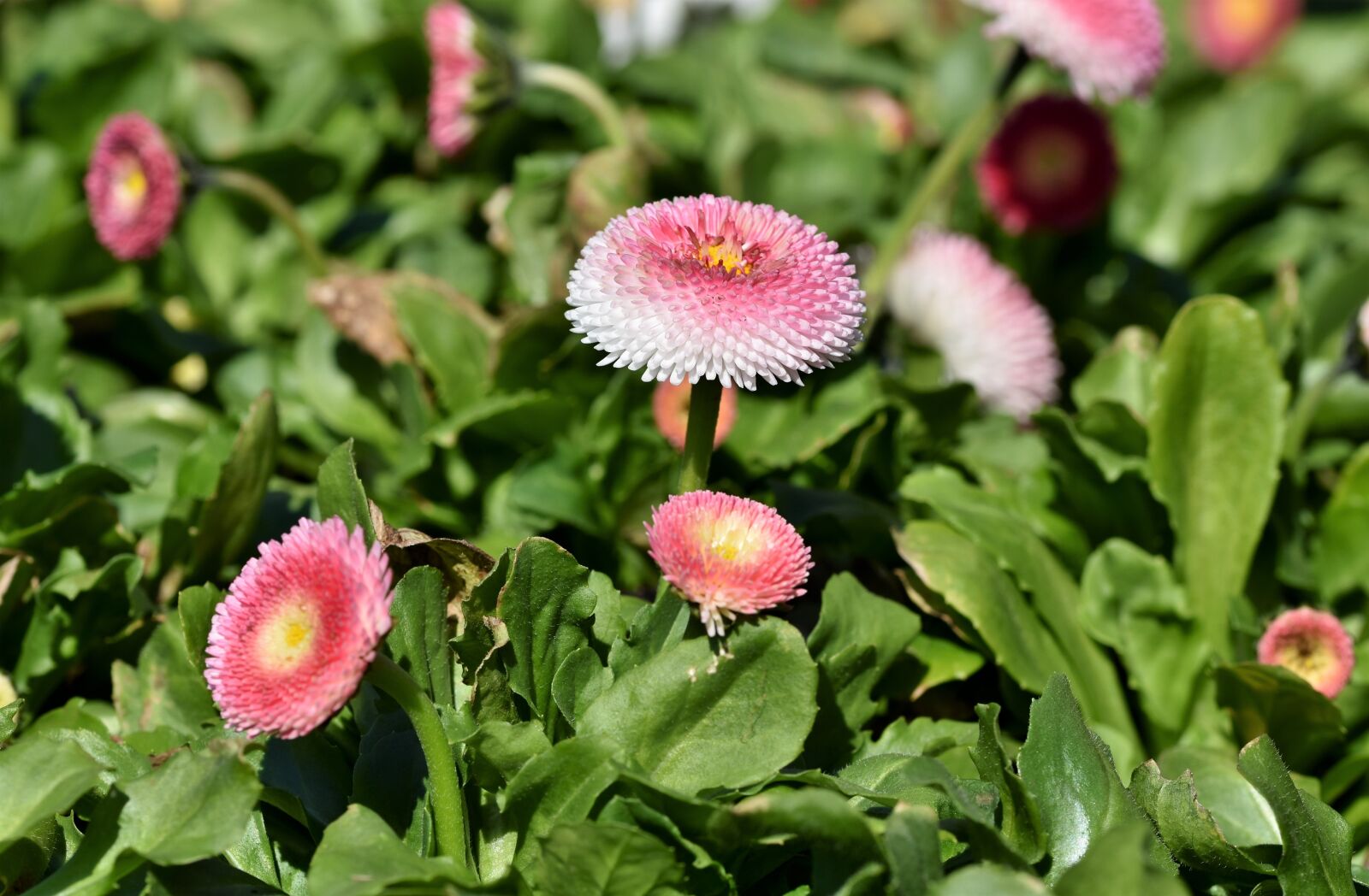 Nikon D7200 sample photo. Daisy, geese flower, spring photography
