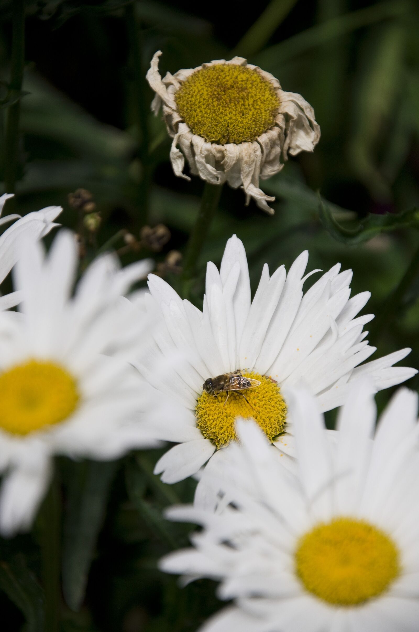 Nikon D90 sample photo. Flowers, bee, nature photography
