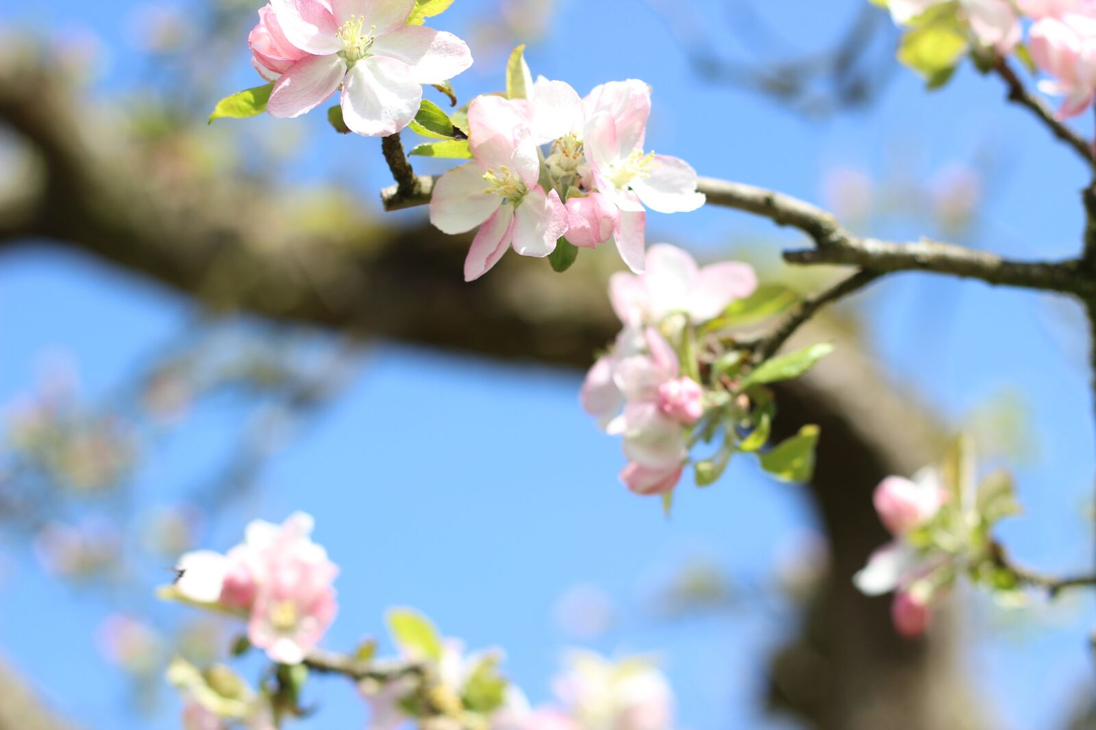 Canon EOS 600D (Rebel EOS T3i / EOS Kiss X5) + Canon EF 50mm F1.8 II sample photo. Apple, apple tree, apple photography