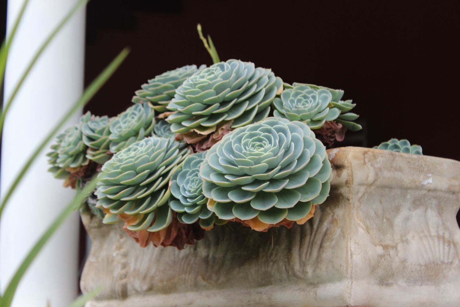 Canon EOS 600D (Rebel EOS T3i / EOS Kiss X5) sample photo. Nature, no person, leaf photography