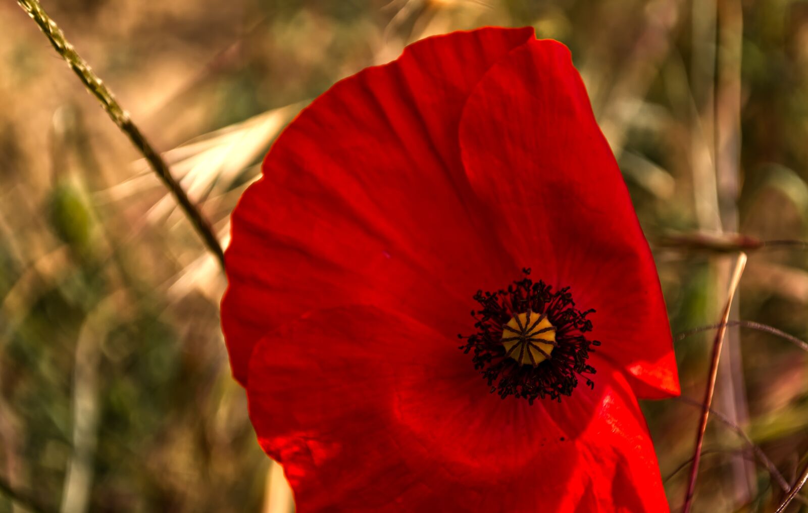 Nikon D5500 sample photo. Poppy, plant, flower meadow photography