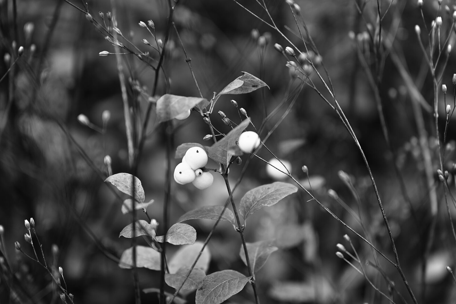Nikon Nikkor Z 24-70mm F2.8 S sample photo. Meadow, nature, flower photography