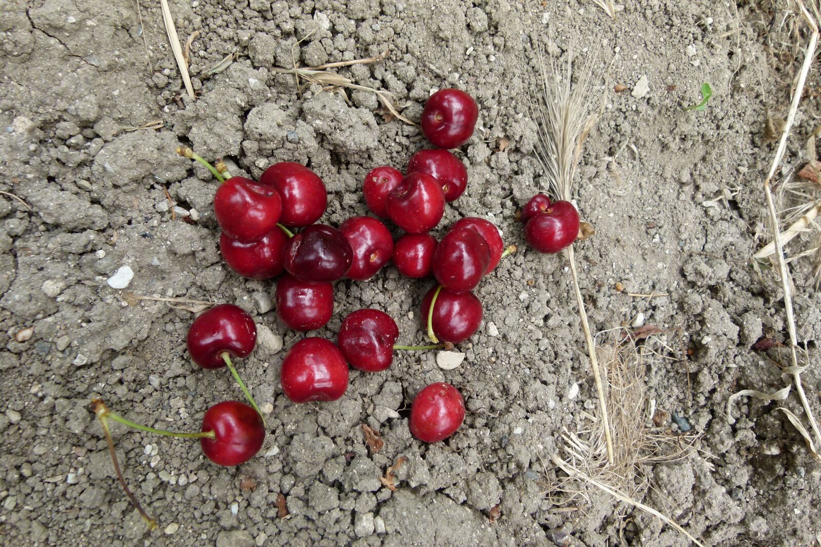 Panasonic Lumix DMC-FZ100 sample photo. Cherry, garden, fruit photography