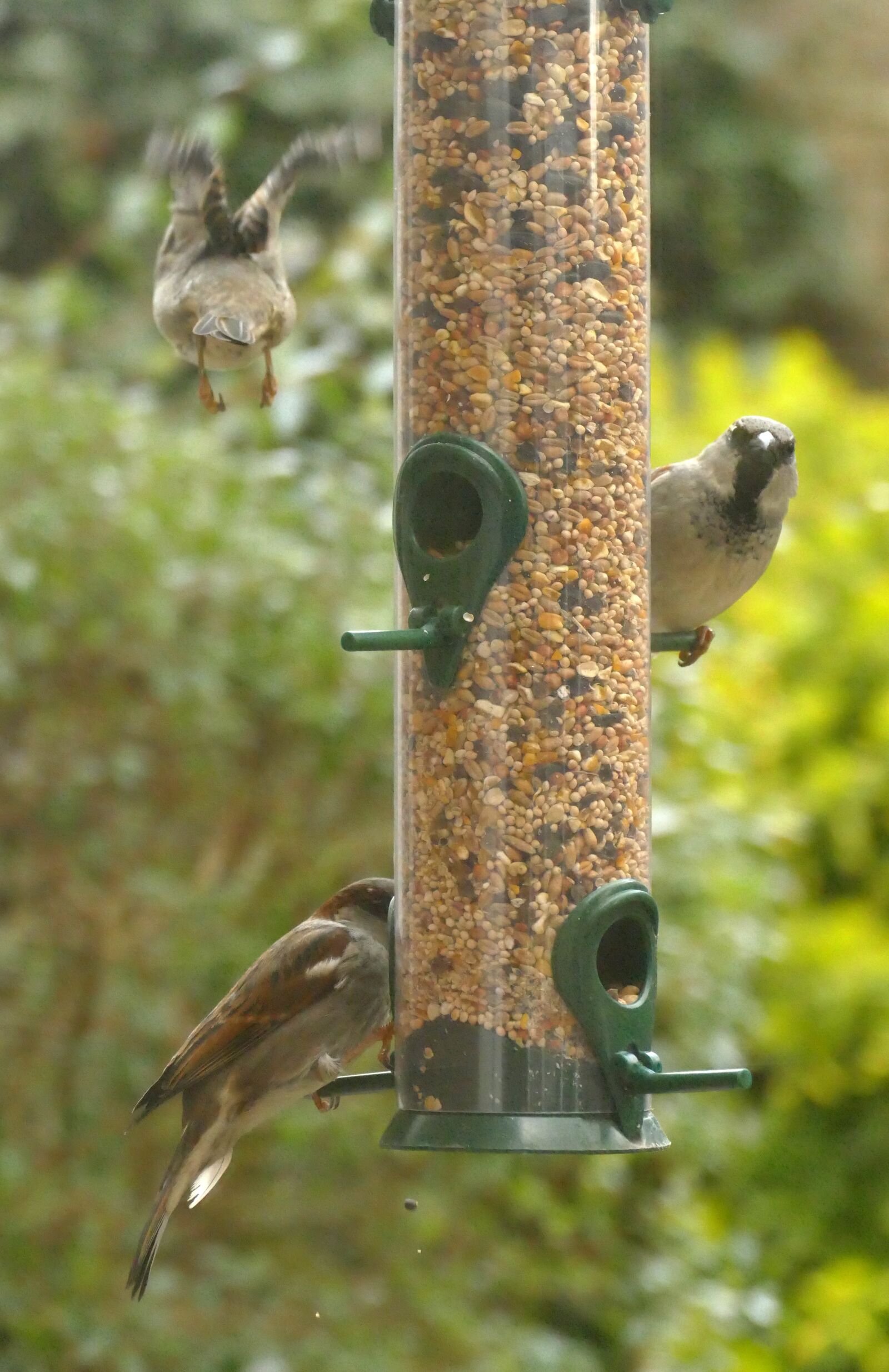Panasonic Lumix DMC-FZ1000 sample photo. Mus, bird, fauna photography