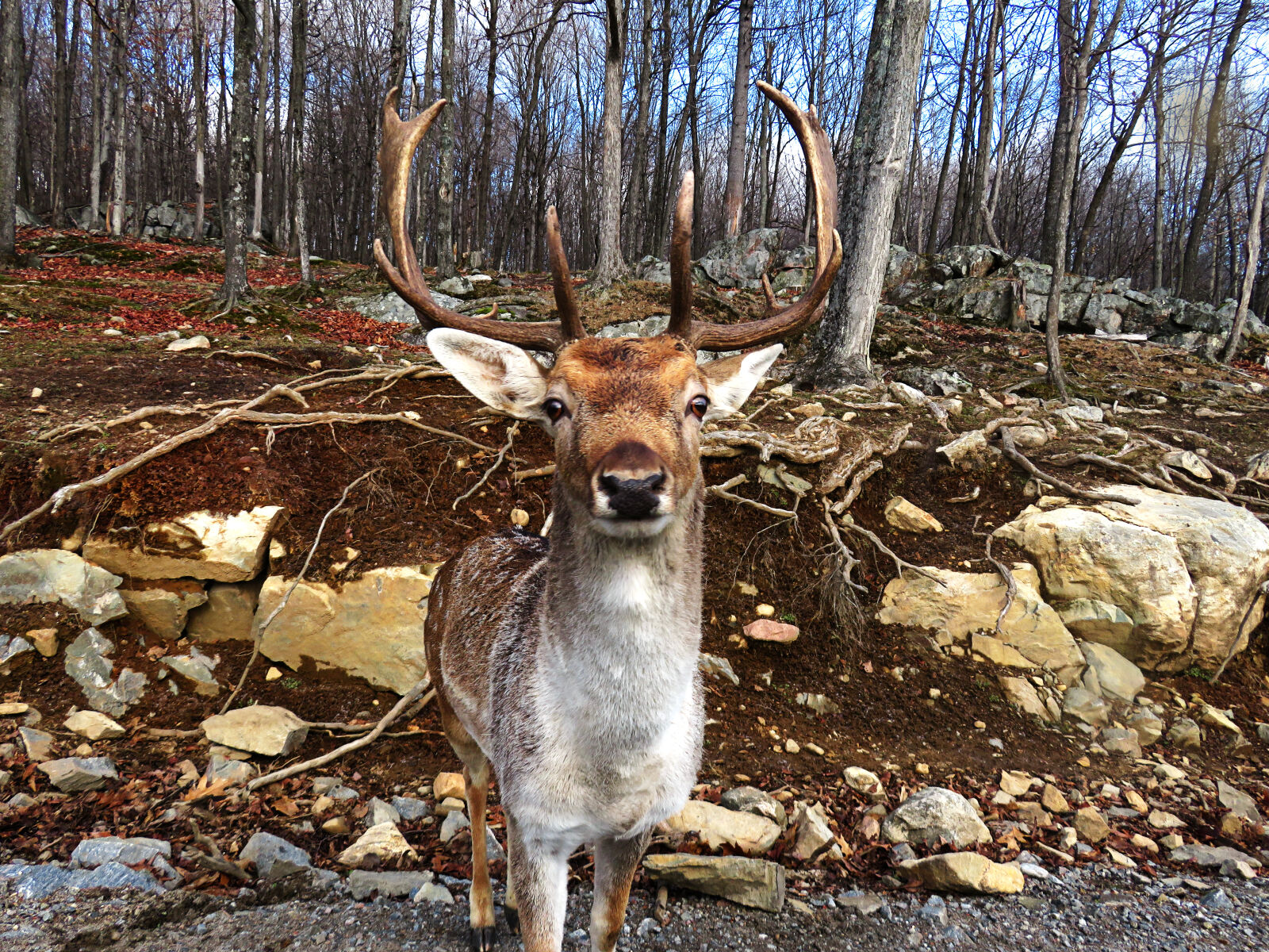 Canon PowerShot SX710 HS sample photo. Nature, deer photography