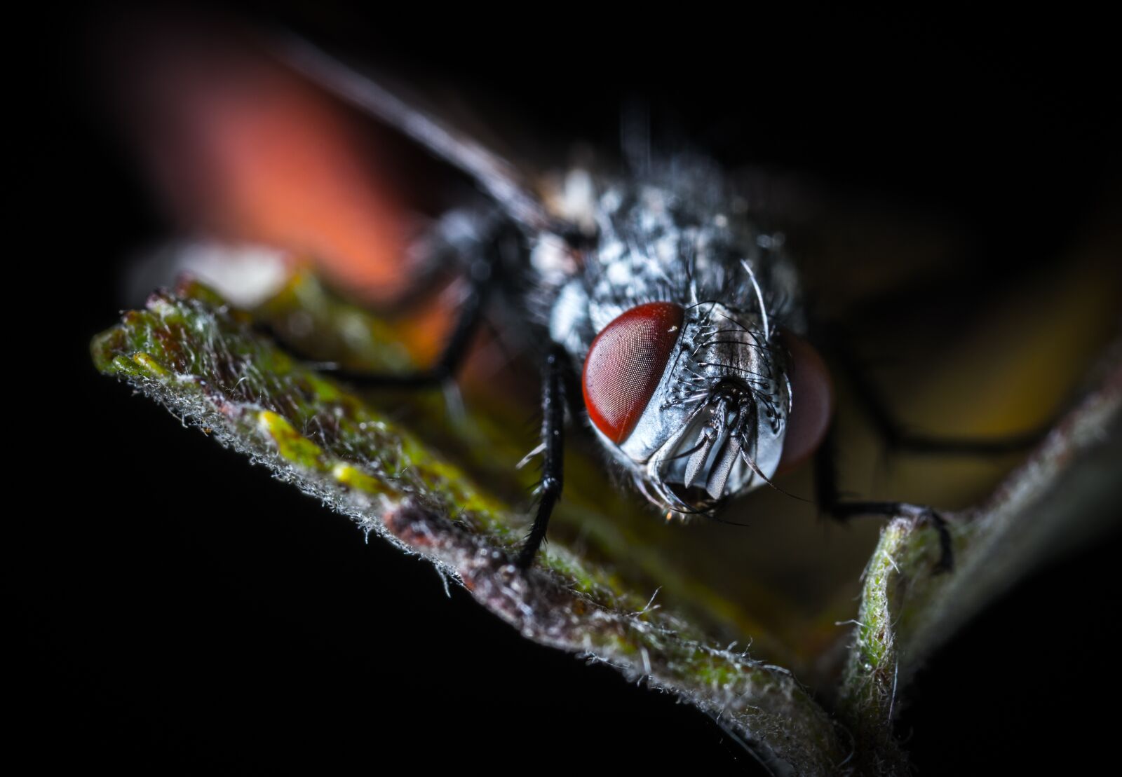 #124 65/2.8 sample photo. Insect, animals, nature photography
